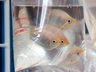 塑料袋中的鱼出售