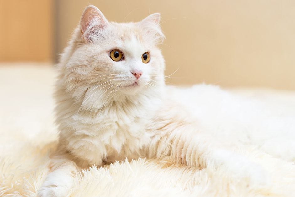 一只土耳其安哥拉猫坐在毯子上
