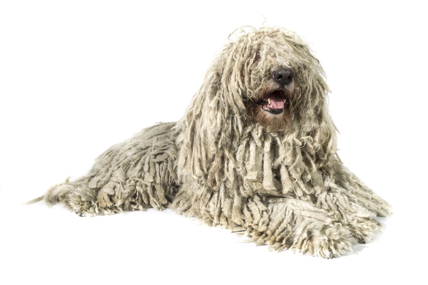 白色毛发的科蒙多犬