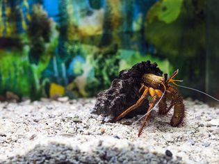 带壳寄居蟹。水族馆里的达达努