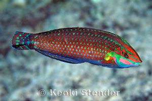 华丽的濑鱼(Halichoeres ornatissimus)