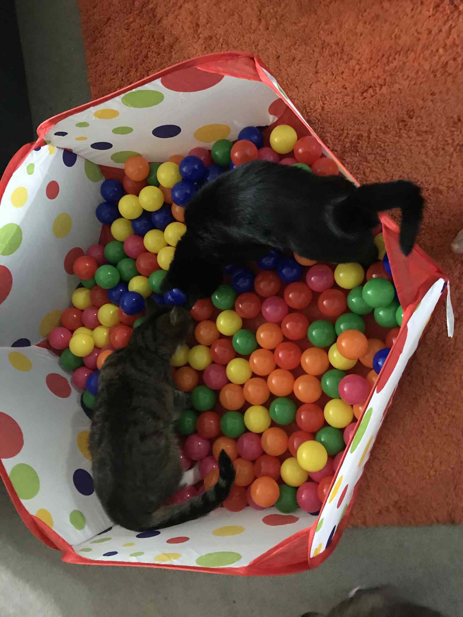 两只猫在球坑里寻找食物