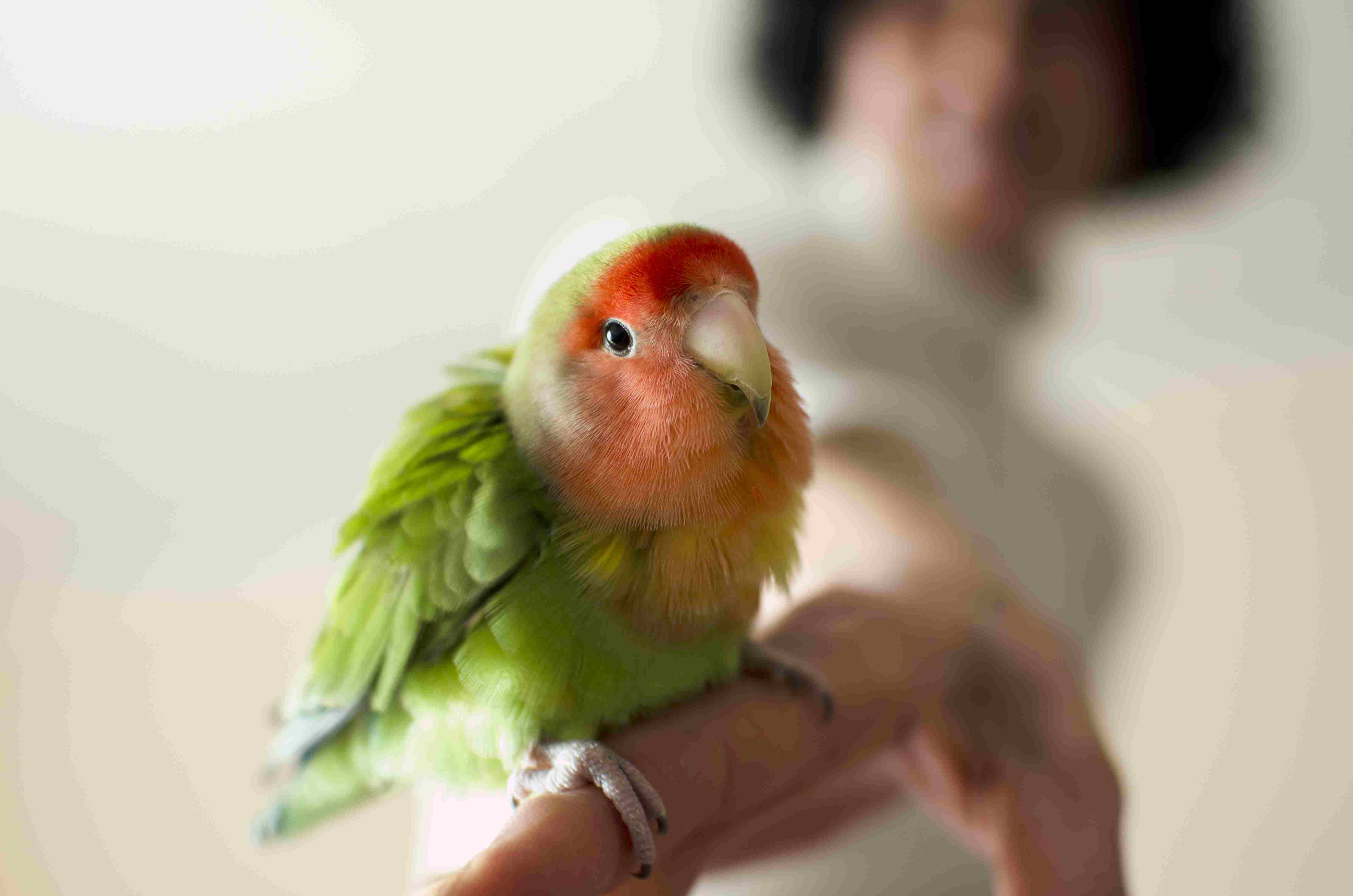 宠物鹦鹉与主人