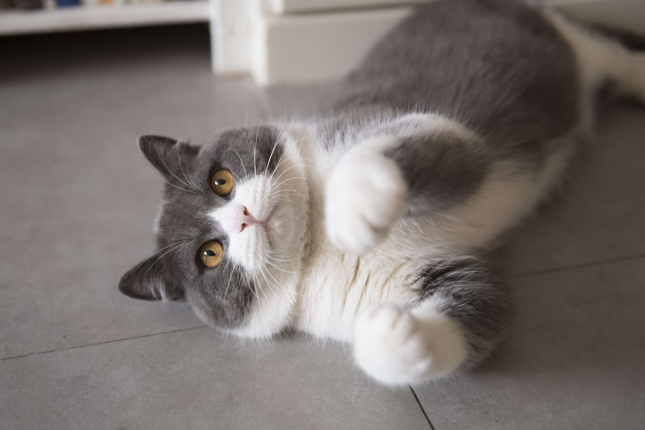 英国短毛猫