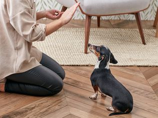 训练腊肠犬留下