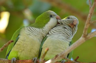 Pair of Quaker parrots in a tree