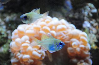 Tropical fish tank aquarium