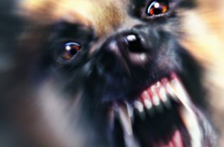 Aggression