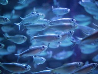 海洋生物水族馆