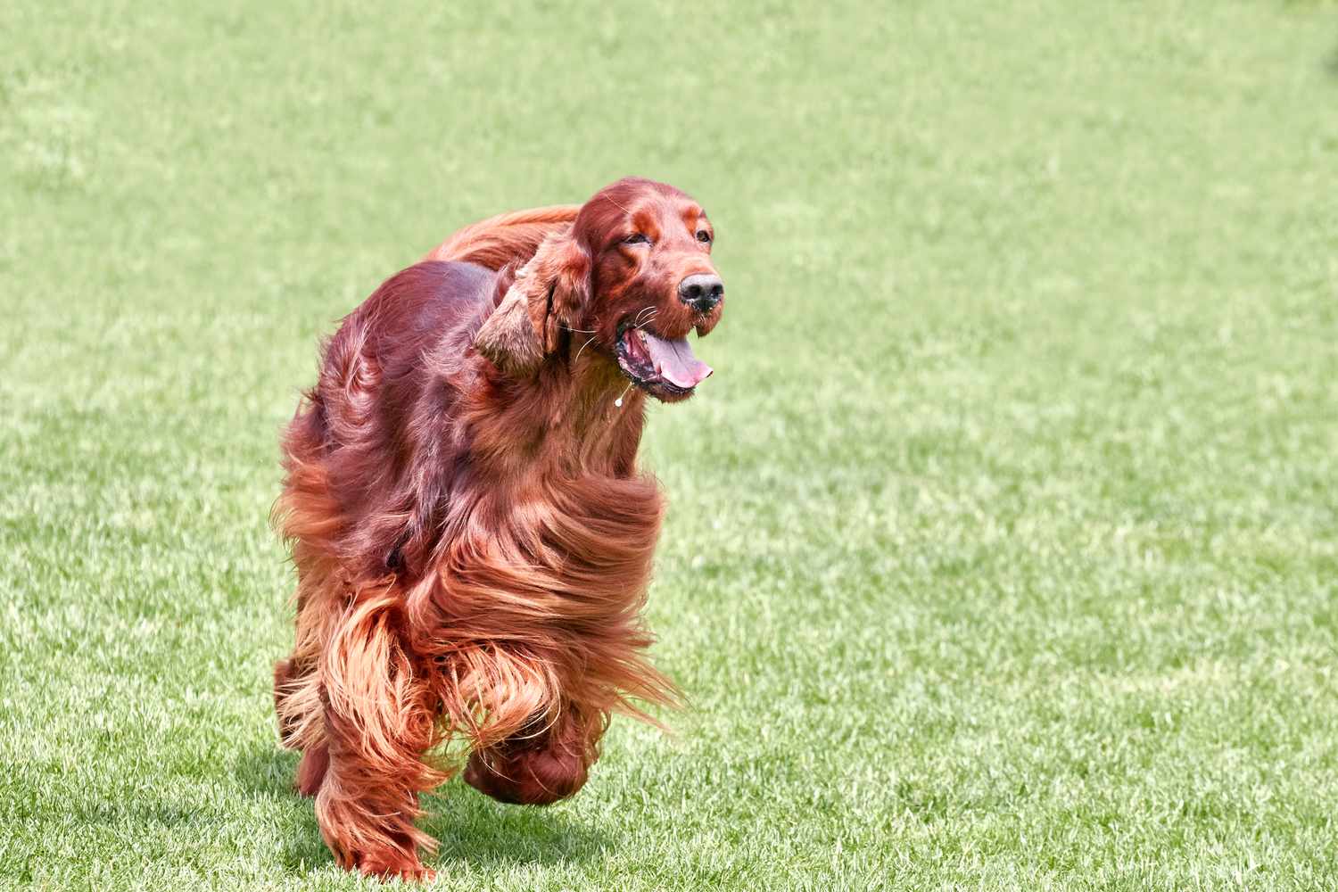 秀型爱尔兰猎犬