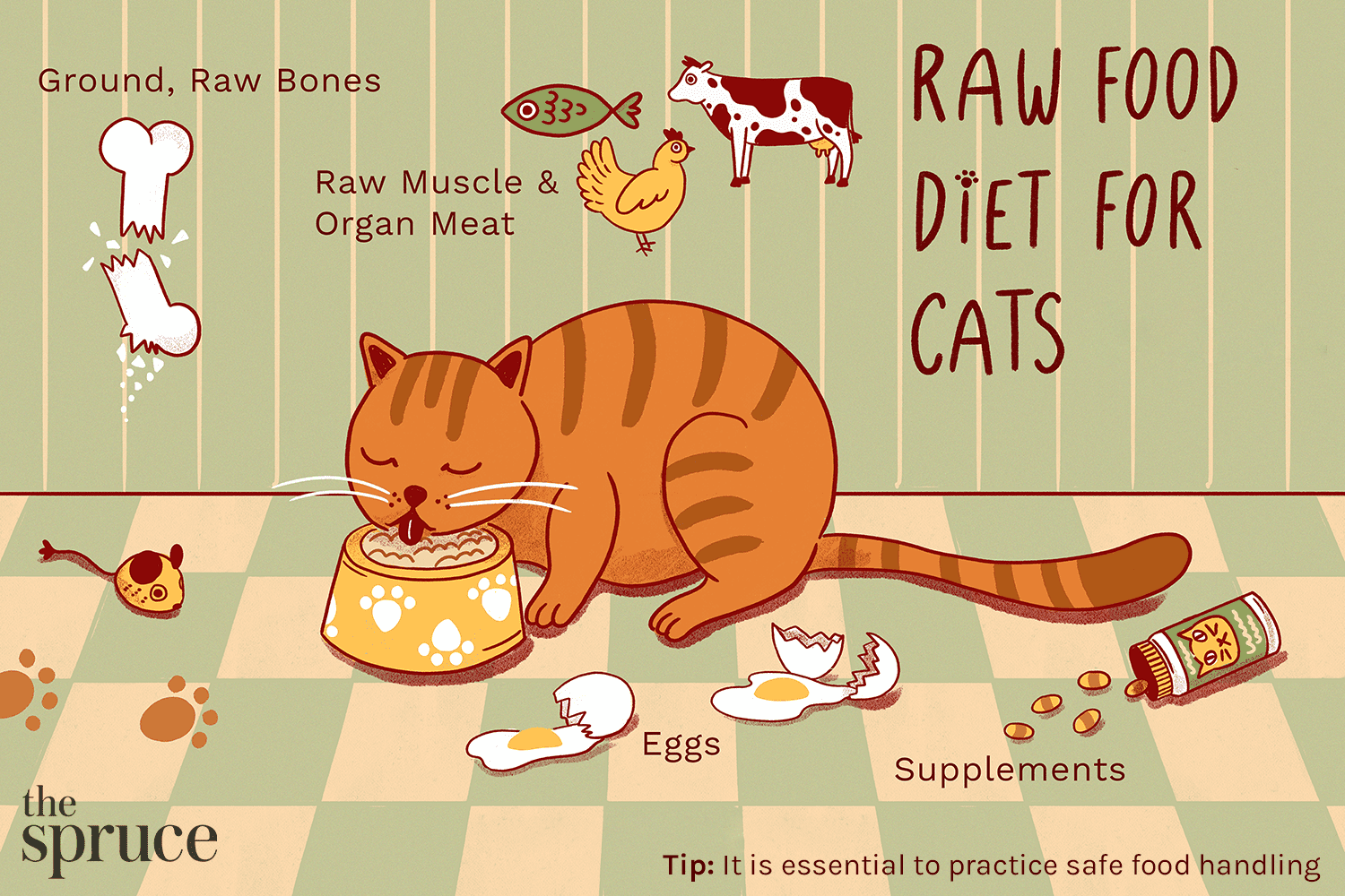 这幅插图解释了什么是猫的生食
