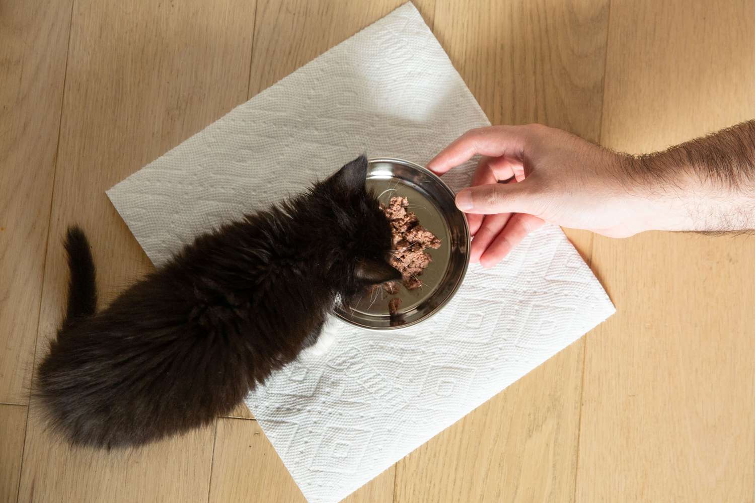 黑猫在小金属碗里吃东西，用纸巾包着猫粮