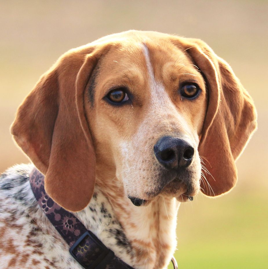 美国英语Coonhound