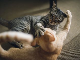 猫打架