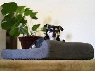 Big Barker Headrest Edition Dog Bed