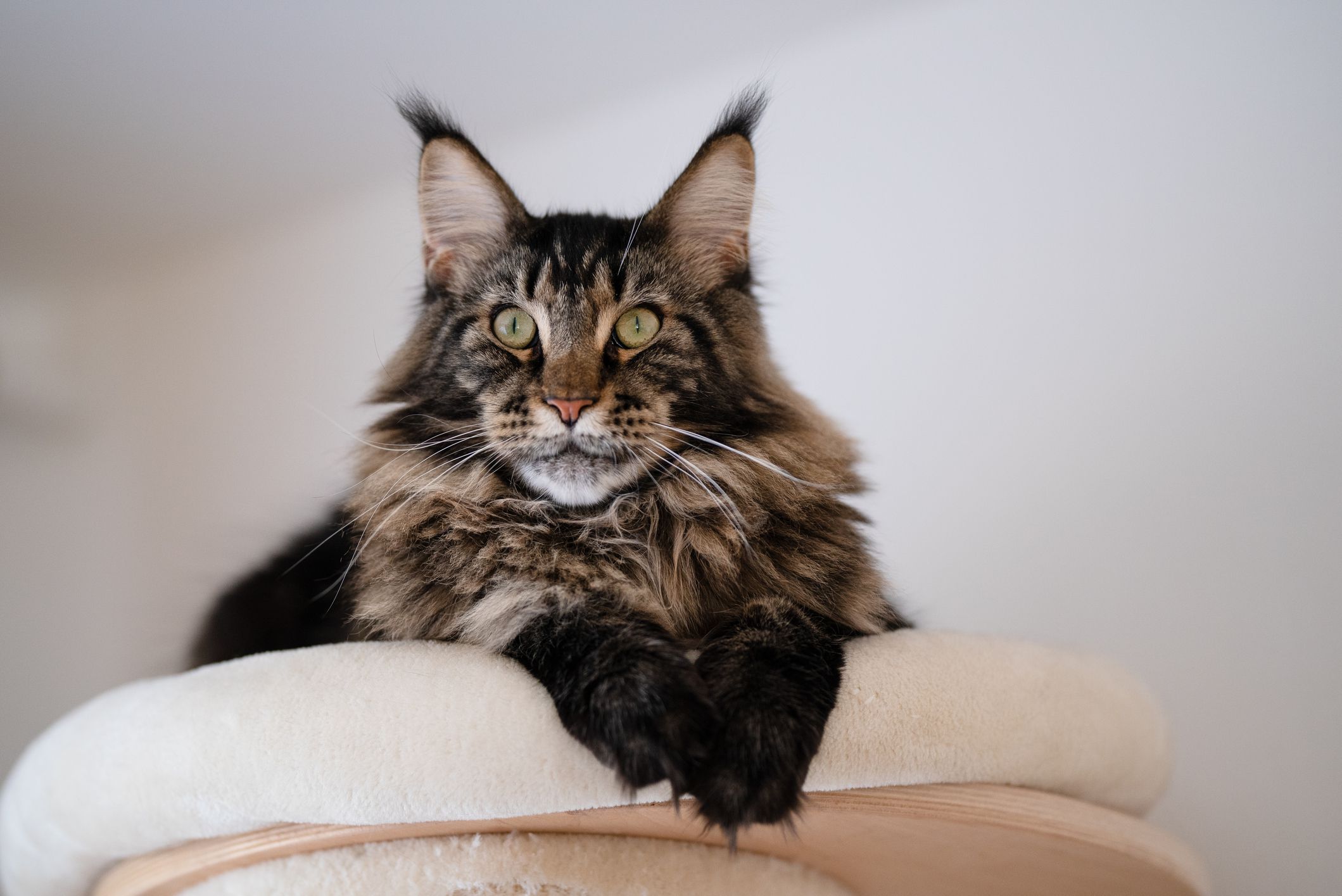 Maine Coon cat