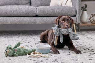 一只拉布拉多猎犬正在咀嚼毛绒玩具