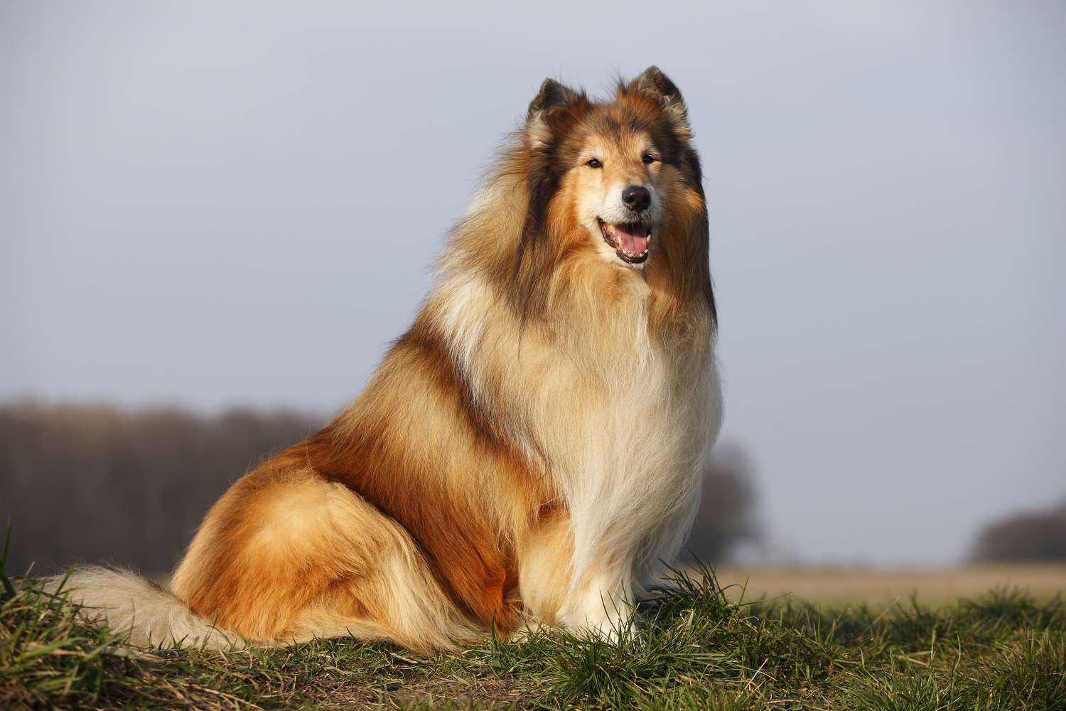 坐在草地上的粗毛牧羊犬的肖像