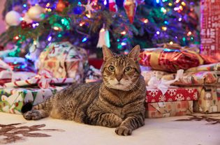 Christmas cat