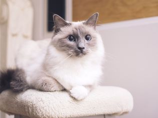 一只白色的毛茸茸的猫，尾巴、耳朵和脸上有灰色的斑点，坐在一棵白猫树上。