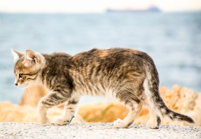 走猫