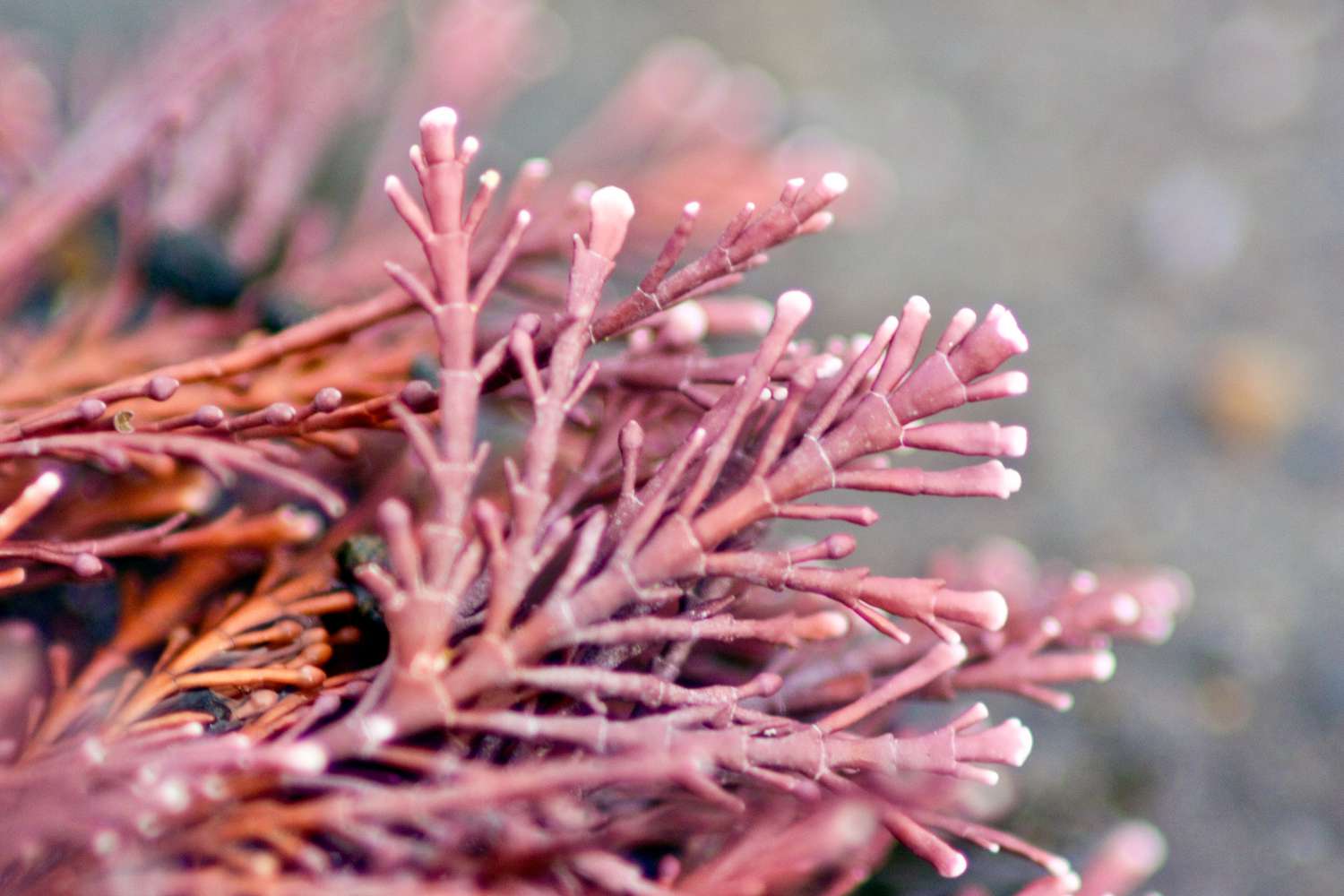 Extreme Close-up of Red Coralline Algae