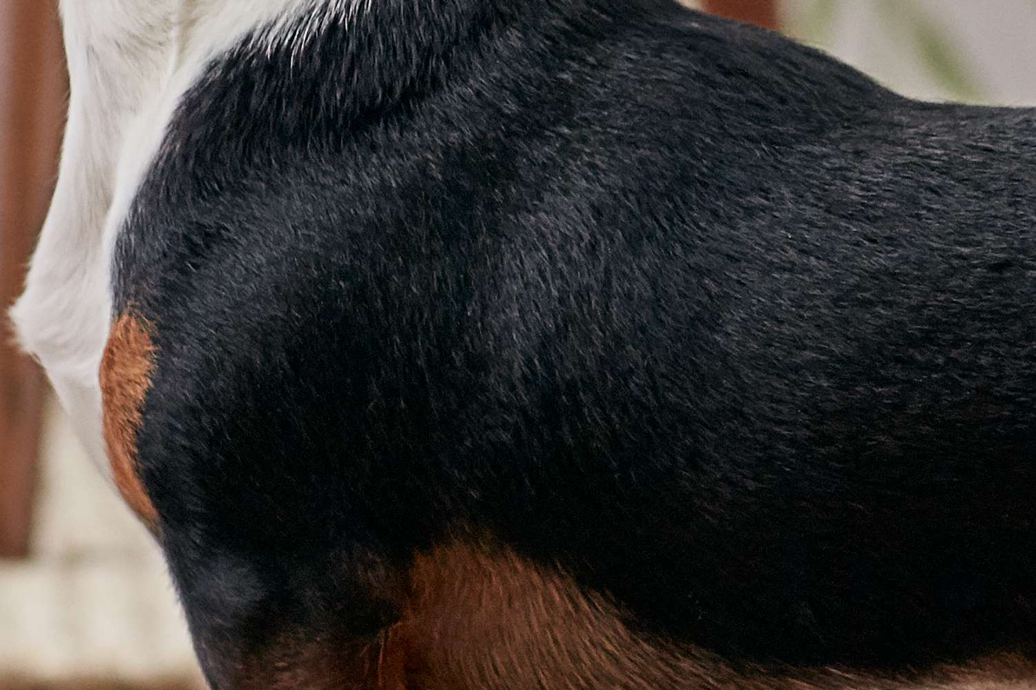腊肠犬的皮毛特写