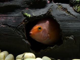 在水族箱里游泳的鱼