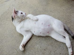 怀孕的猫躺在地上