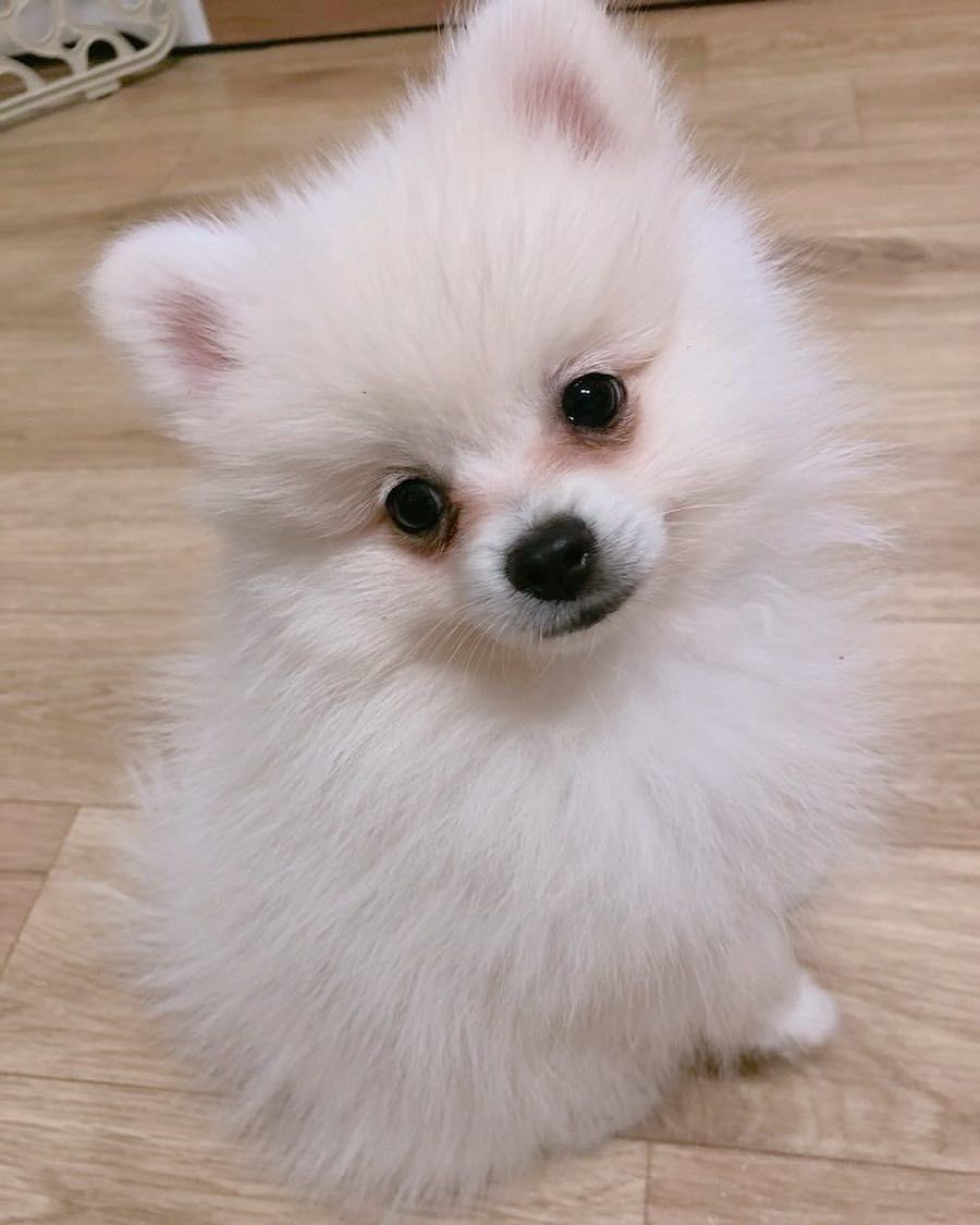 A pomeranian puppy looking at the camera.