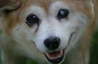 视力受损的老年柴犬