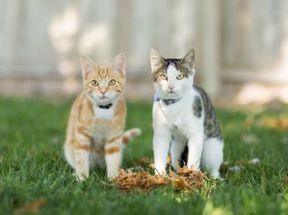 两只小猫在户外