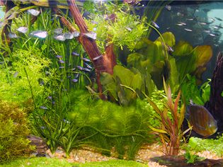有鱼的水族馆植物