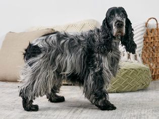 英国可卡犬站在室内的侧面