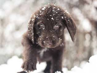 探索雪的巧克力拉布拉多在蒙特利尔，加拿大。