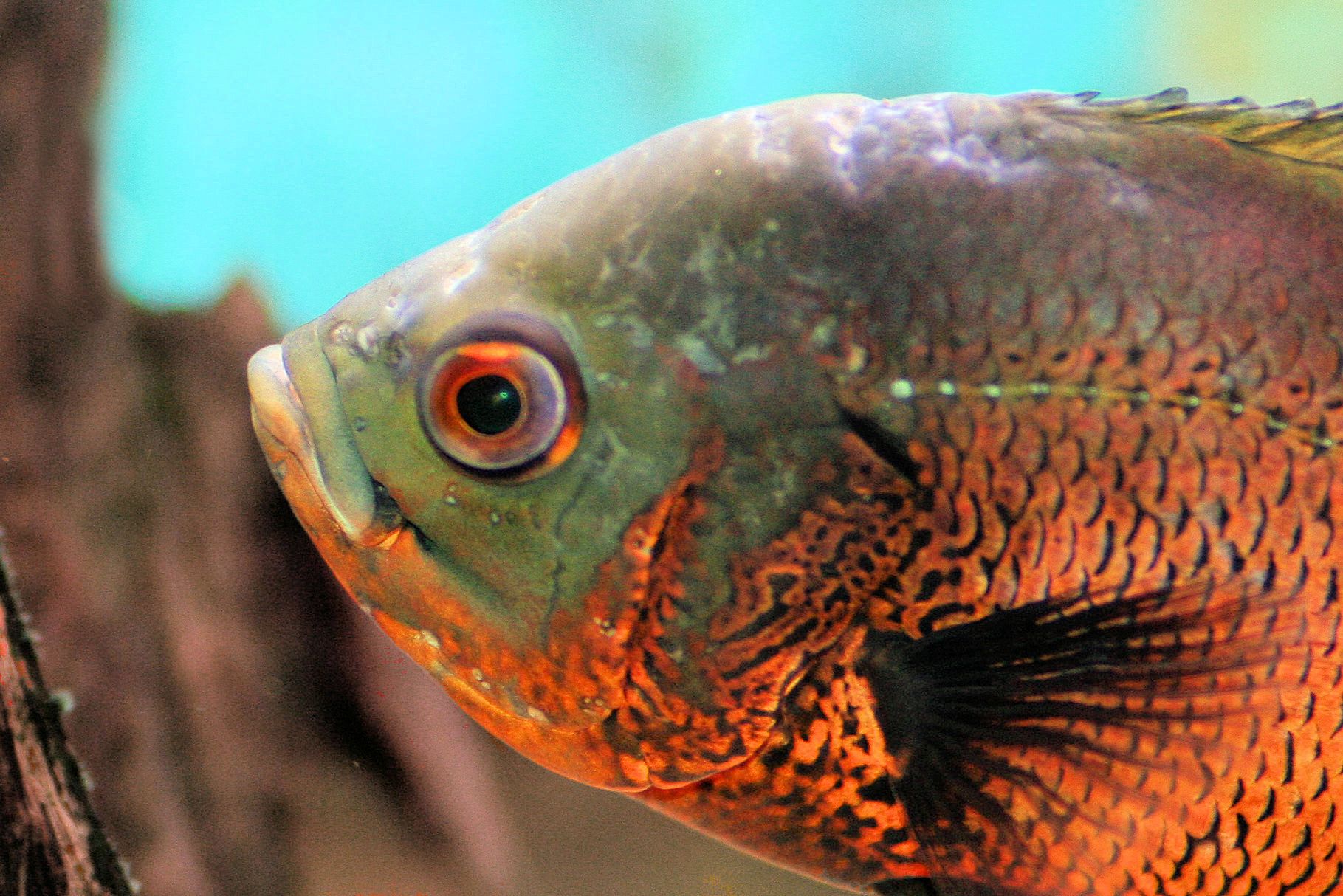 Astronotus ocellatus - Oscar