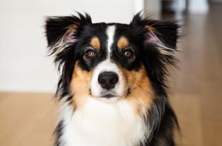 黑色，棕色和白色的长毛澳大利亚牧羊犬坐特写