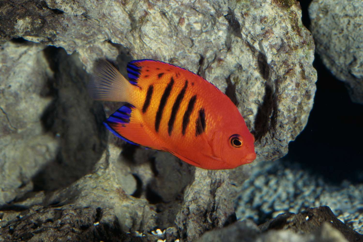火焰神仙鱼(Centropyge loriculus)的特写镜头