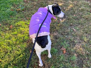 Superduper Dog Jacket 1