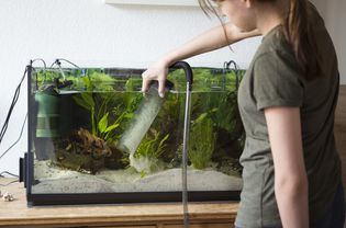 Vacuuming an Aquarium