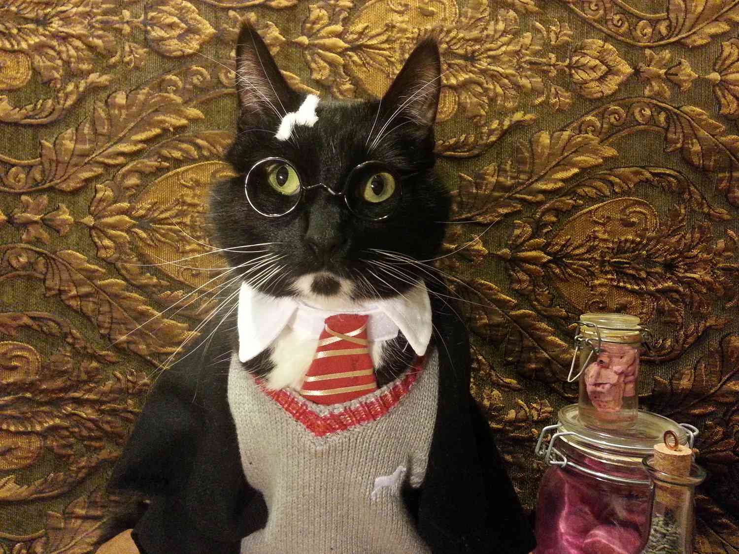 穿着哈利波特服装的猫
