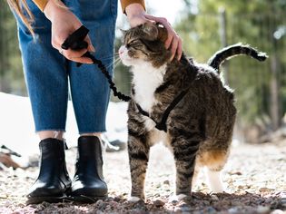 棕色和白色的猫牵着皮带在外面散步
