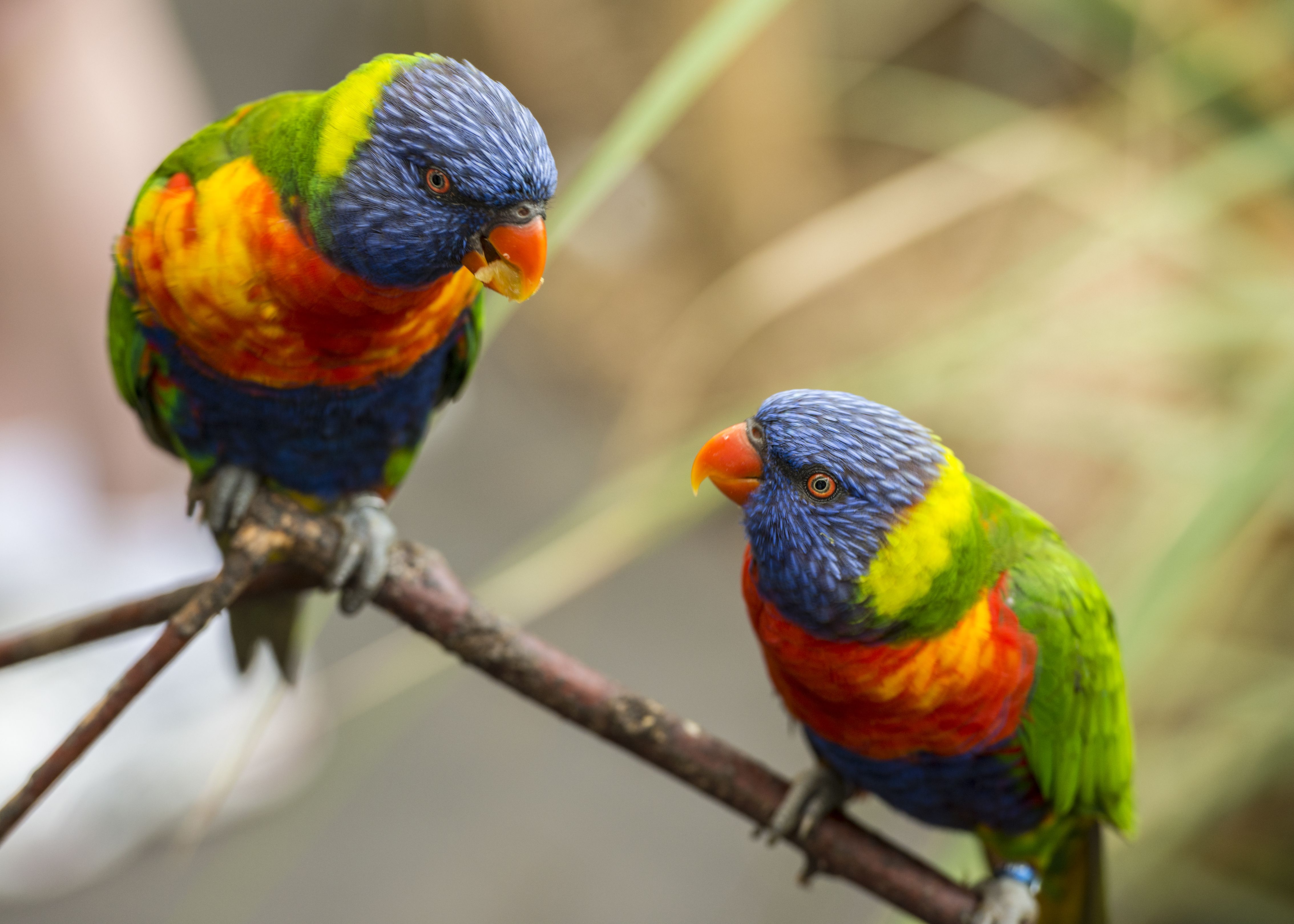 Rainbow lorikeets (Trichoglossus moluccanus) perching on branch, Paradise Wildlife Park, Broxbourne, Hertfordshire, England, UK