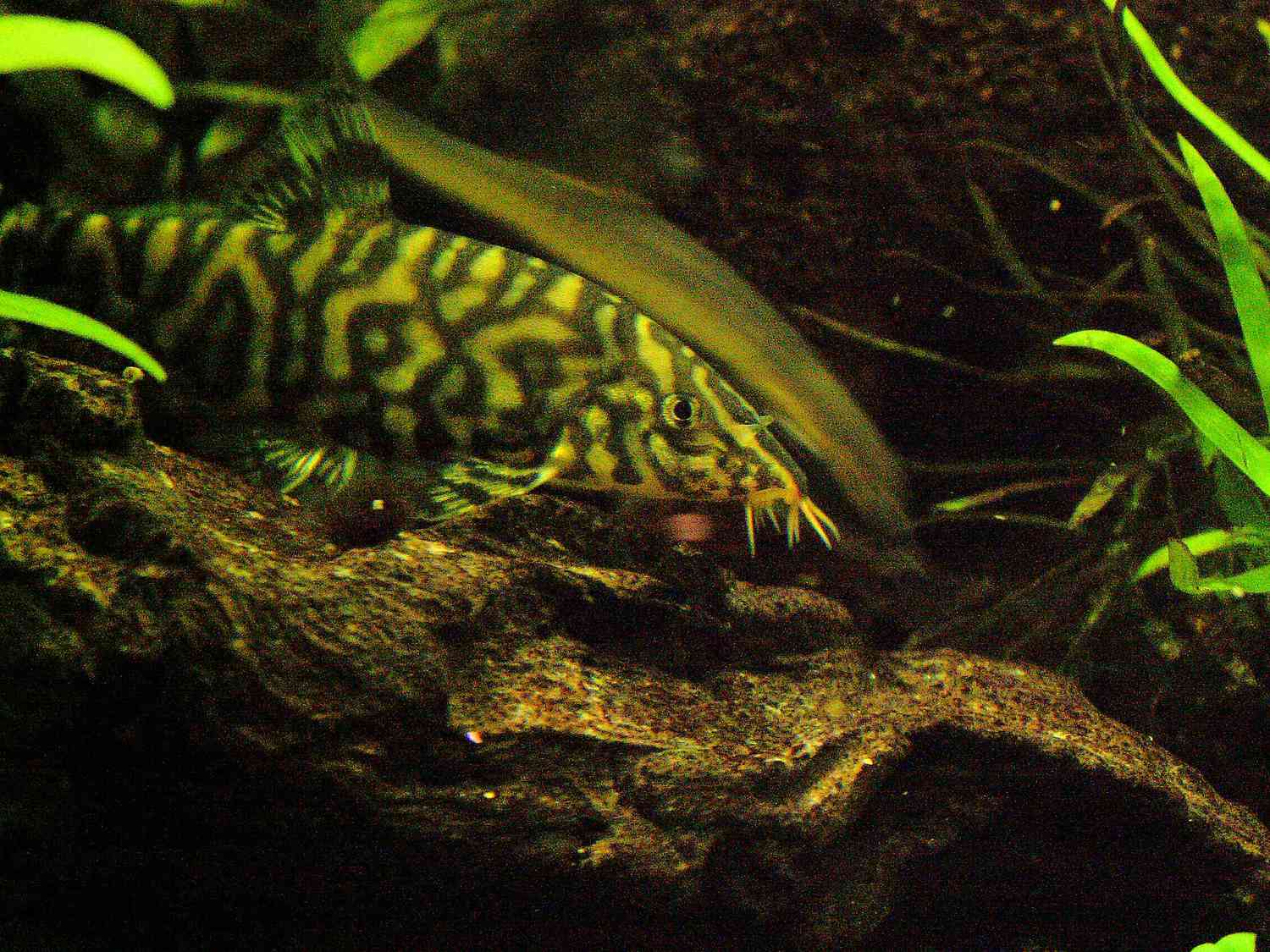 Botia lohachata