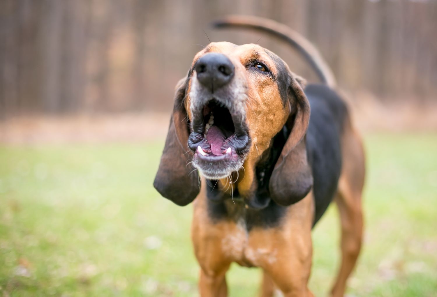 一只黑、棕、白相间的猎狼犬在草地上狂吠。