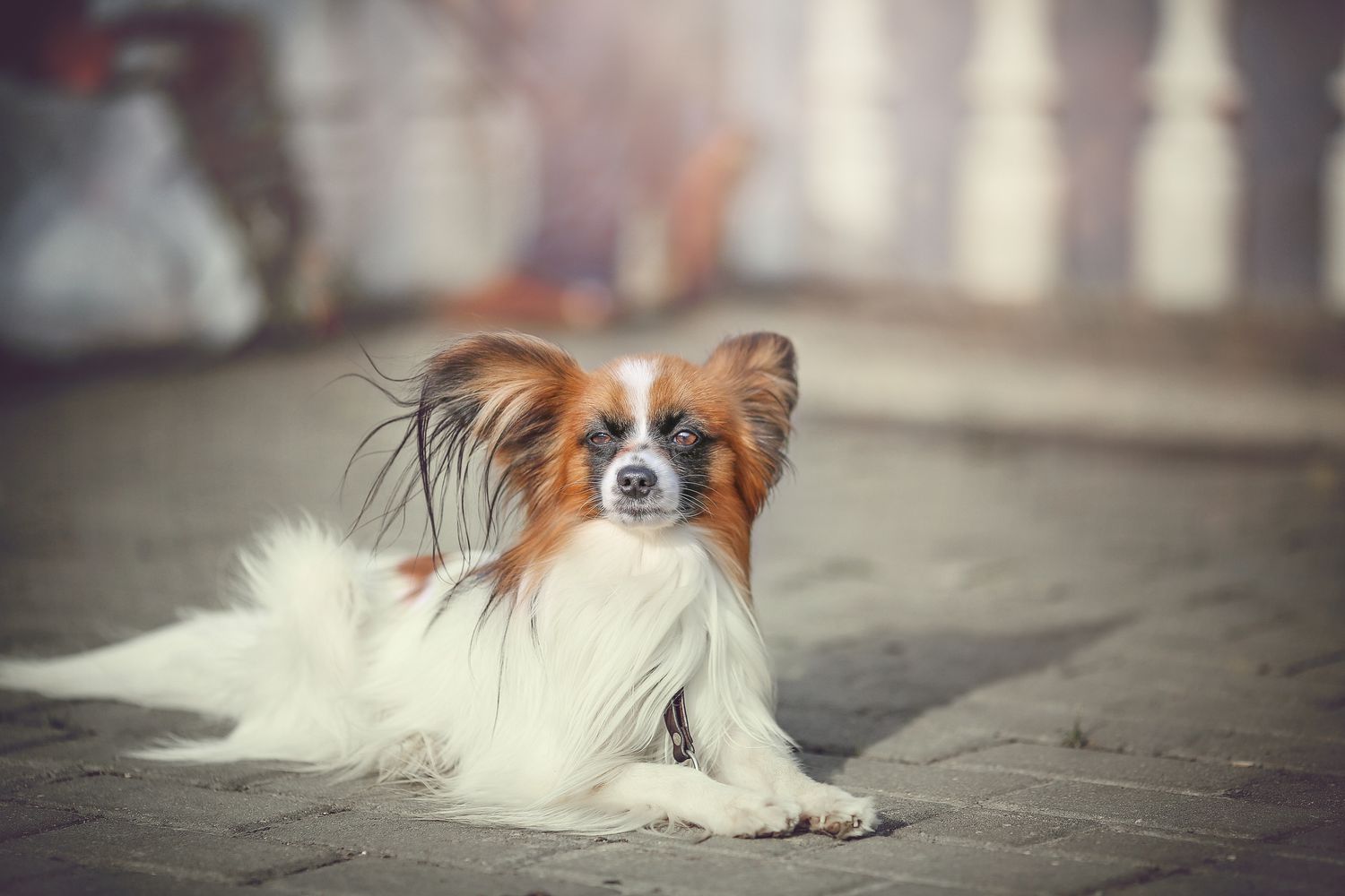 一只蝴蝶犬在风中坐在地上。