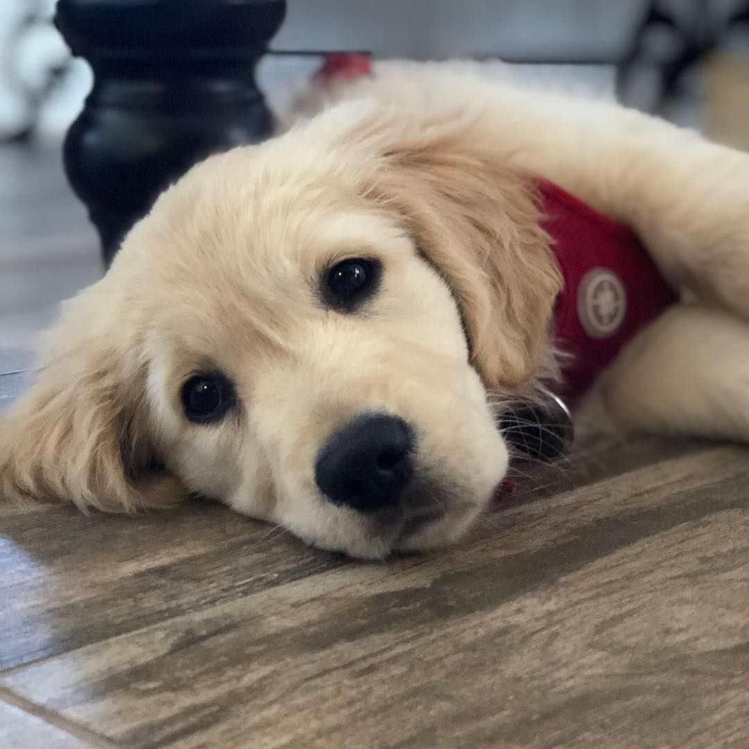 A close-up of a golden retriever puppy.