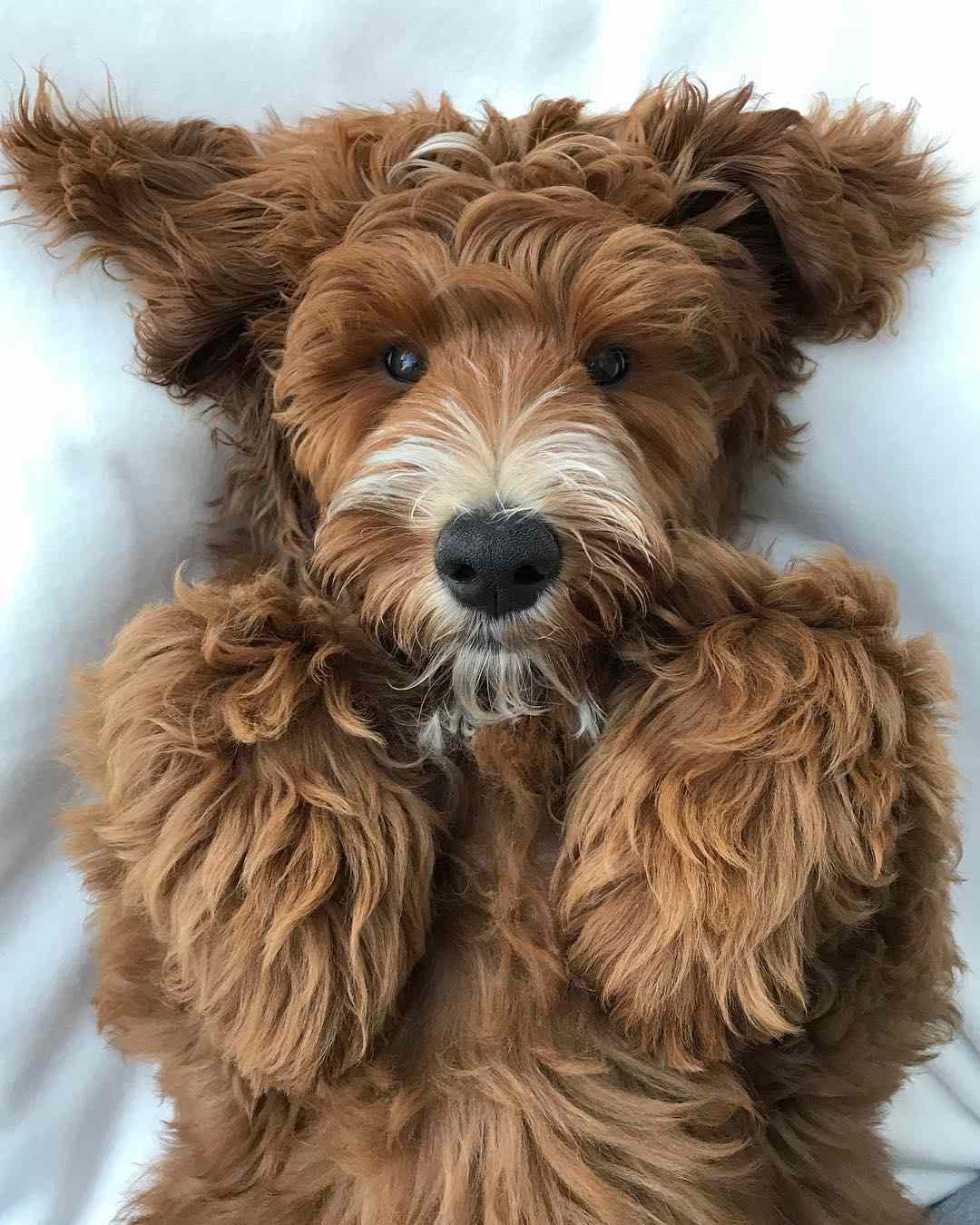 一只躺在他背上的拉布拉多犬。