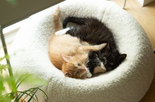 棕色和黑色的小猫一起躺在柔软的圆床上