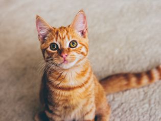 姜黄猫坐在街上的高角视角肖像